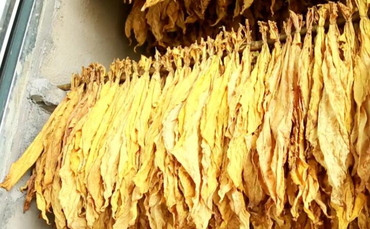 木屑顆粒燃料烘烤煙葉可以嗎？