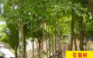 紅花梨下腳料千萬別再丟了，都是寶啊